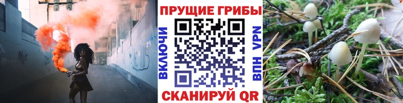 mega зеркало  купить закладку  Мурманск  маркетплейс телеграм  Псилоцибиновые грибы Psilocybine cubensis 